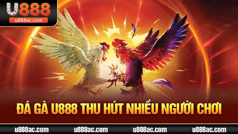 Đá gà U888 thu hút nhiều người chơi